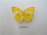 藏品(遷粉蝶)的圖片